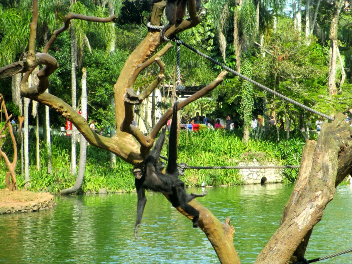 حديقة حيوانات ساو بولو