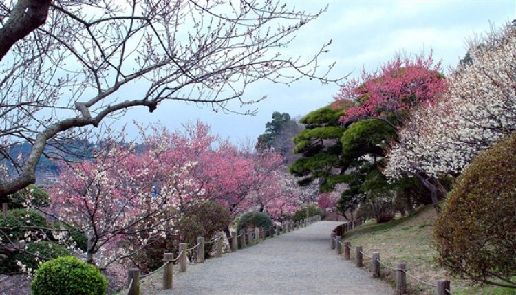 حديقة كينروكو إن في مدينة كانازاوا اليابانية