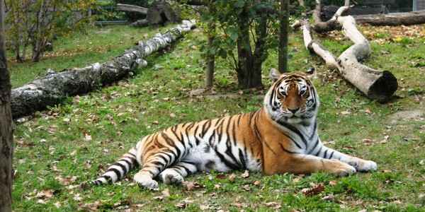 حديقة حيوانات سفاري فاسانو لانديا 