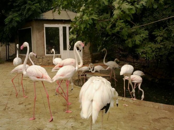 حياة الطيور داخل حديقة حيوانات باكو 