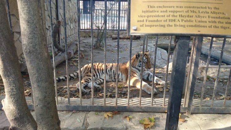 حديقة حيوانات باكو في أذربيجان وتتميز بوجود النمور 