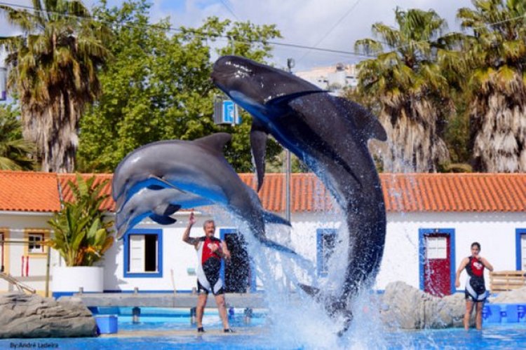عرض الدولفين في حديقة حيوانات لشبونة