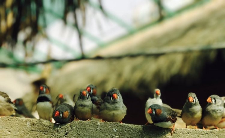 محمية جاردن تلنتس للطيور Garden Talents Reserve For Birds في بريدة