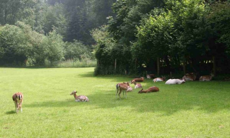 منتزه wildpark grafenberger في دوسلدورف