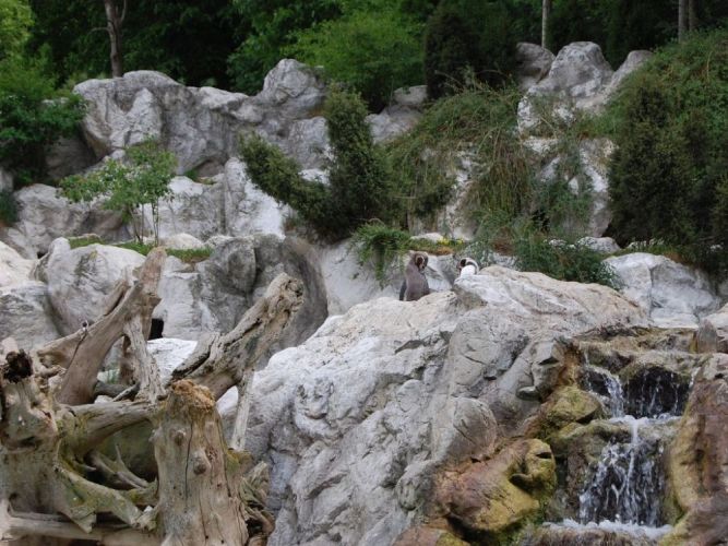 حديقة حيوانات الشونبرون في فيينا - النمسا