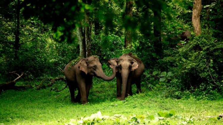 االفيلة المهددة بالانقراض في محمية في واياناد