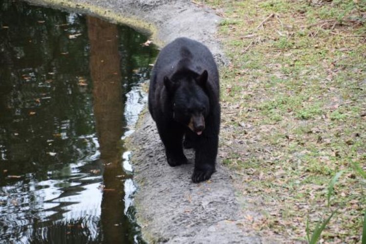 الدببة السوداء في حديقة حيوانات لوري بارك
