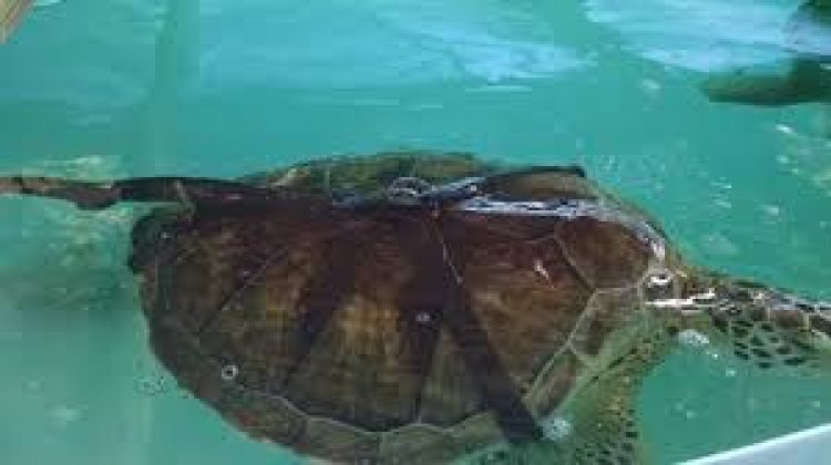 محمية السلاحف البحرية في جزيرة ساوث بادري