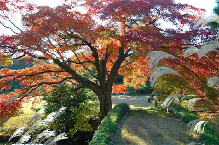 حديقة الستة قصائد الشعرية في اليابان