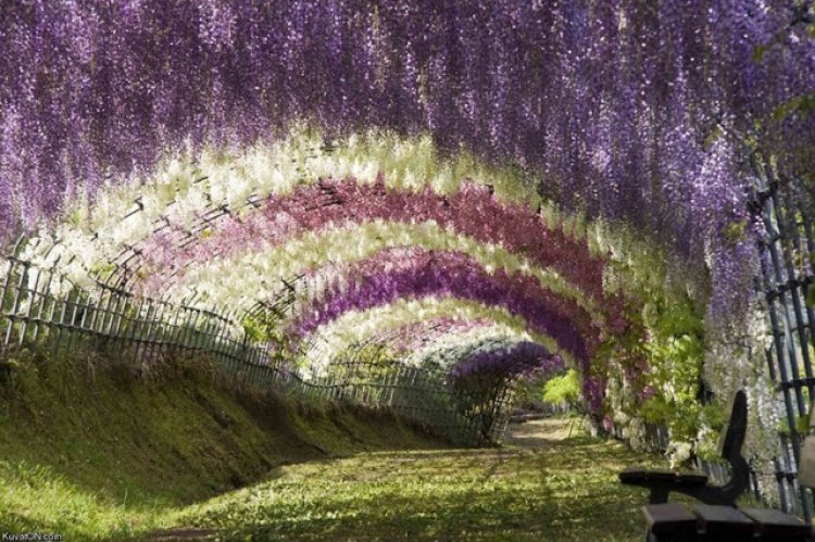 حديقة الزهور أشيكاغا في اليابان