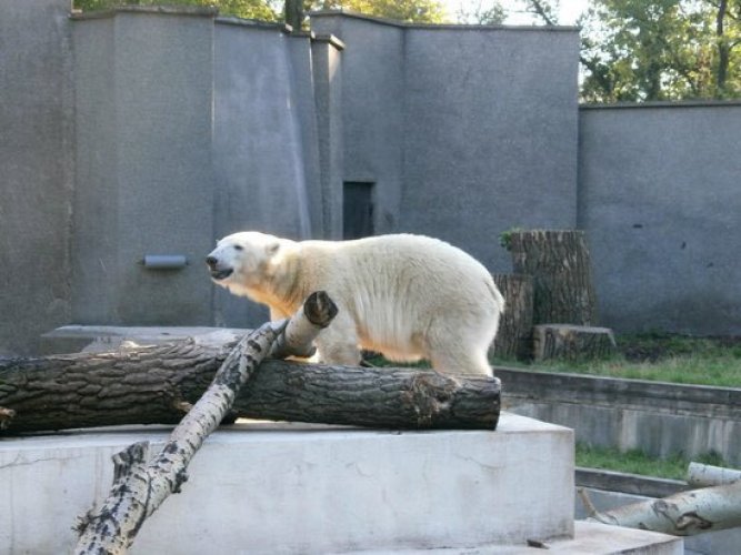 دب قطبي في حديقة حيوان وارسو 