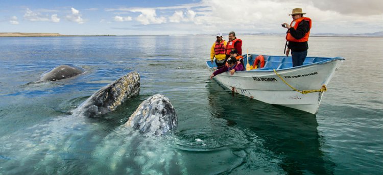 الحيتان في سامانا في جمهورية الدومينيكان