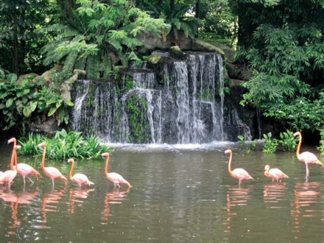 متنزه يورونغ للطيور في سنغافورة
