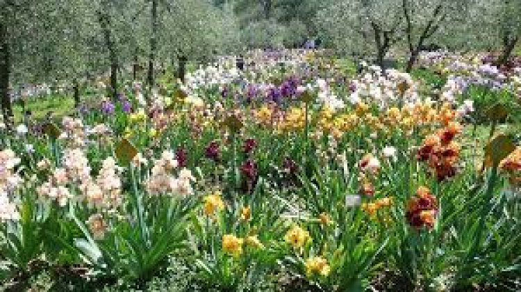 حديقة الورود في فلورنسا الإيطالية