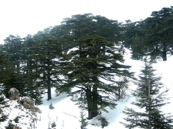 الثلج غابات الأرز في لبنان