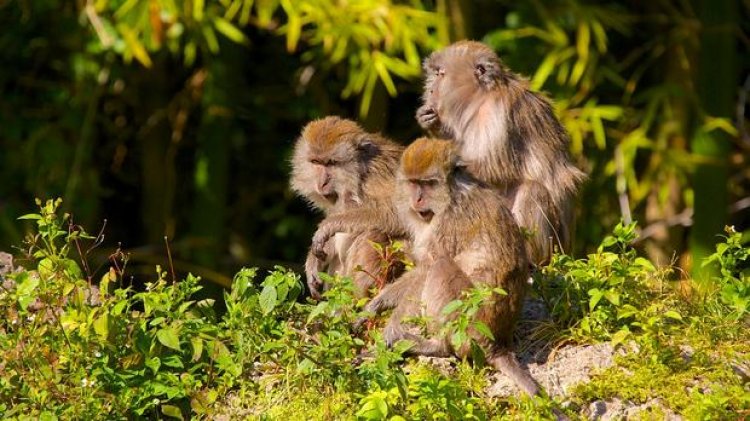 غابة القرود في ميامي