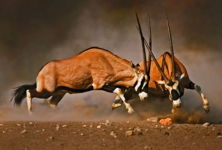 الحياة البرية في منتزة إيتوشا الوطني في ناميبيا