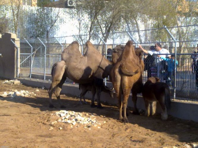 حديقة الحيوان في الرياض