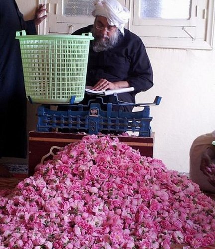 مزارع ومصانع الورد في الطائف