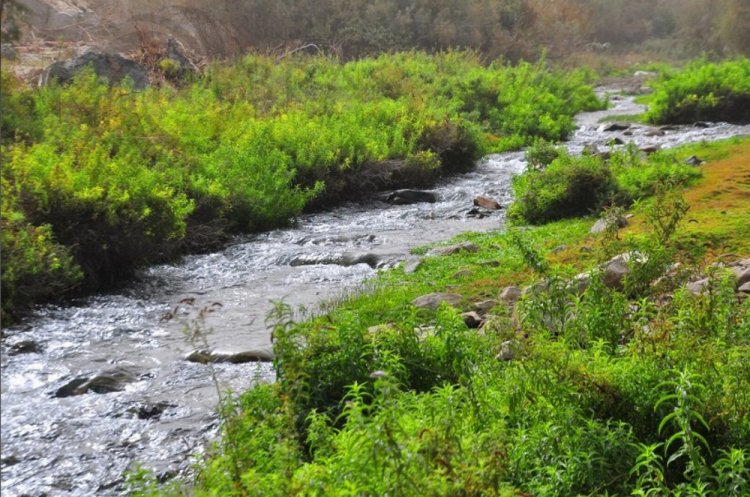 منتزه الطائف الوطني