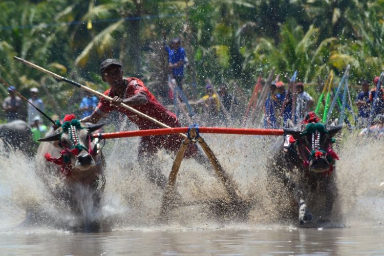 ‏سباق جاموس الماء في بالي - إندونيسيا