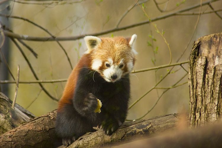 مركز برمنغهام للطبيعة - Birmingham Nature Centre