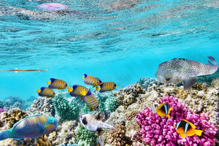 الحاجز المرجاني العظيم في سيدني - أستراليا