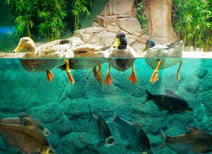 منتجع المحيطات في الصين Ducks_in_Shanghai_Ocean_Aquarium