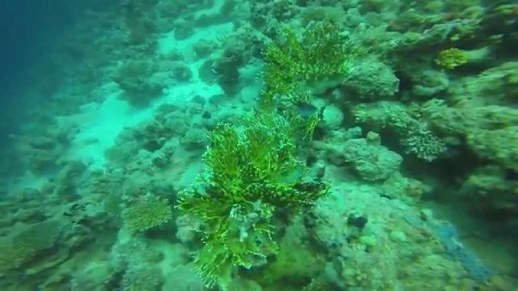 الشعب المرجانية بجزيرة تيران في شرم الشيخ - مصر