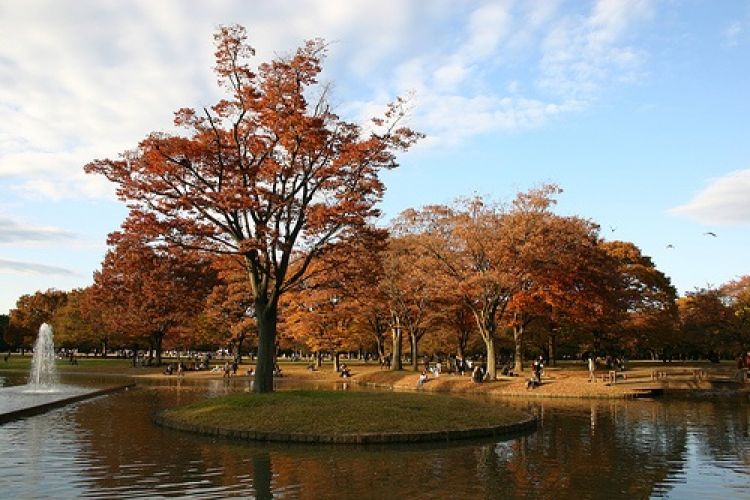 حديقة يويوغي في طوكيو - اليابان