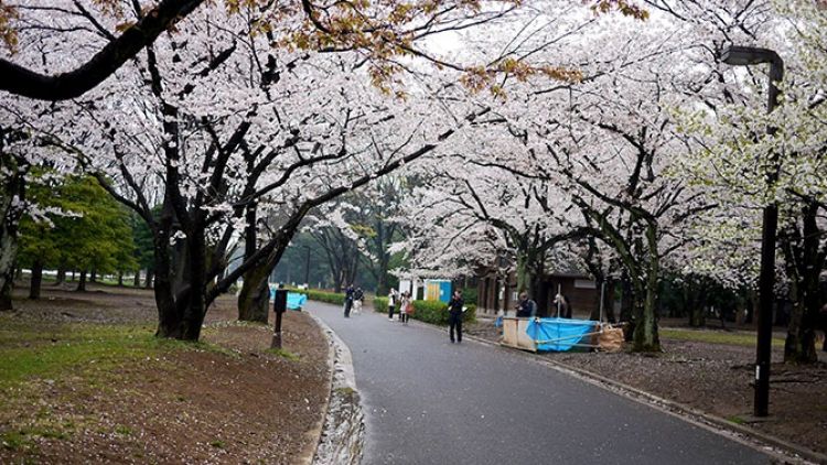 Yoyogi Park