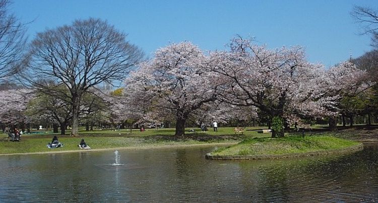 حديقة يويوغي في طوكيو - اليابان