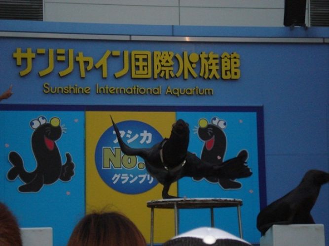صن شاين اكواريوم الدولي ‫في طوكيو - اليابان‬