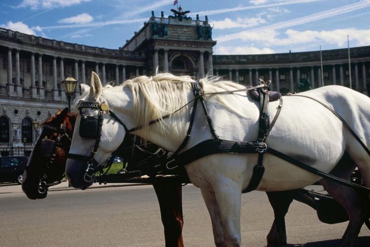 عربات الخيول في فيينا
