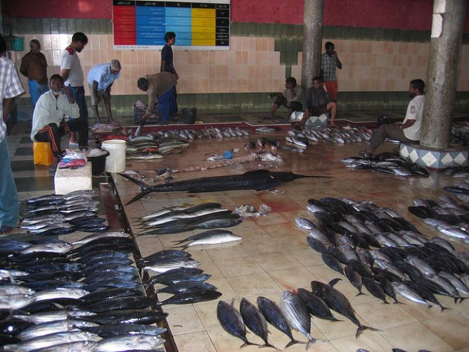 سوق السمك في ماليه - جزر المالديف
