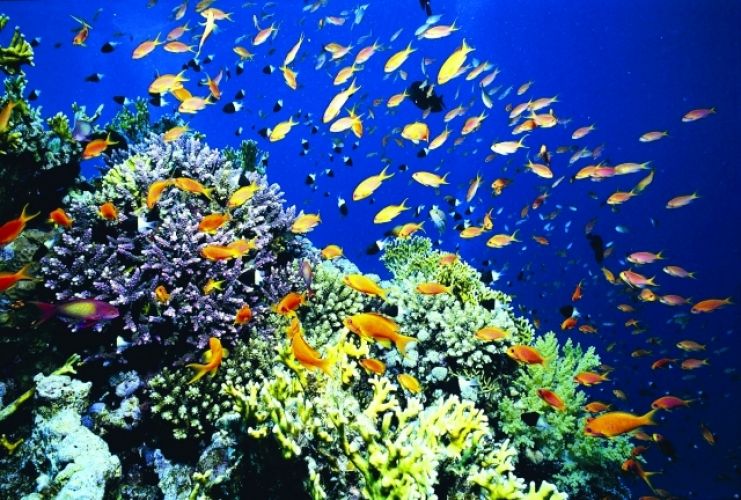 الشعب المرجانية في جزر المالديف