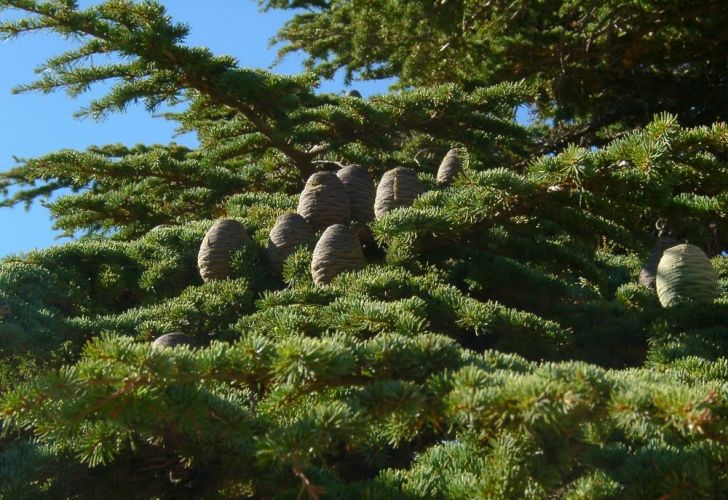 بلدية الباروك في محافظة جبل لبنان 