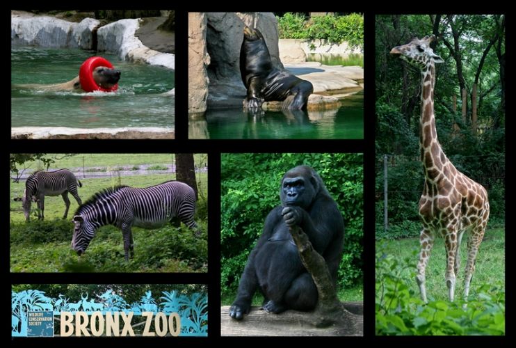 حديقة حيوانات برونكس