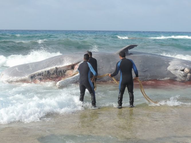 حوت على شاطىء مرسى مطروح