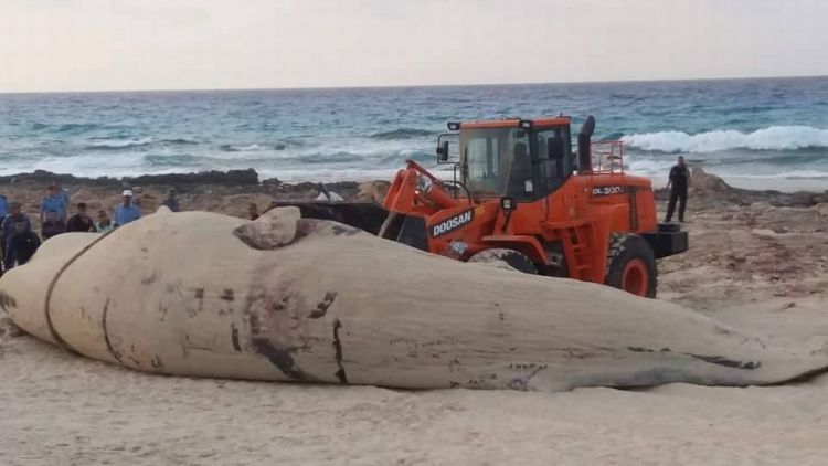 حوت على شاطئ مرسى مطروح