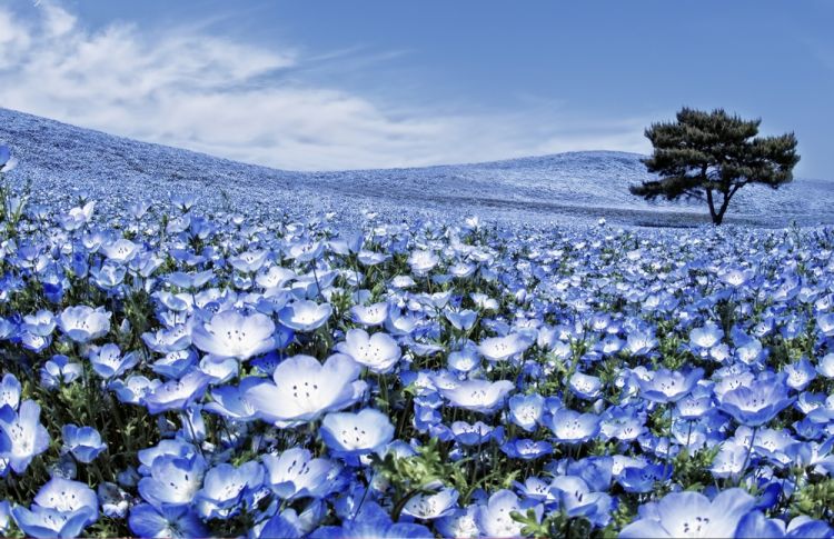 ربيع اليابان