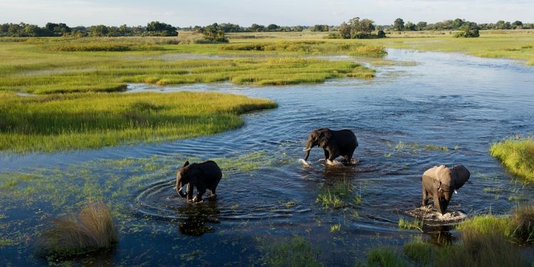 براري بوتسوانا براري بوتسوانا