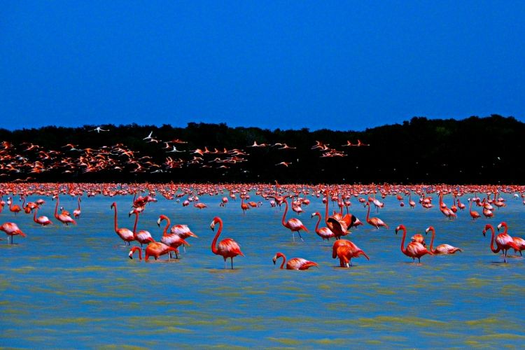 جزيرة وردية اللون في المكسيك