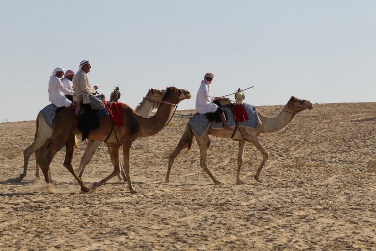 صيد صقور