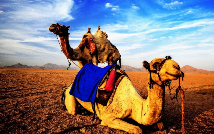 محمية سانت كاترين في مصر محمية سانت كاترين في مصر