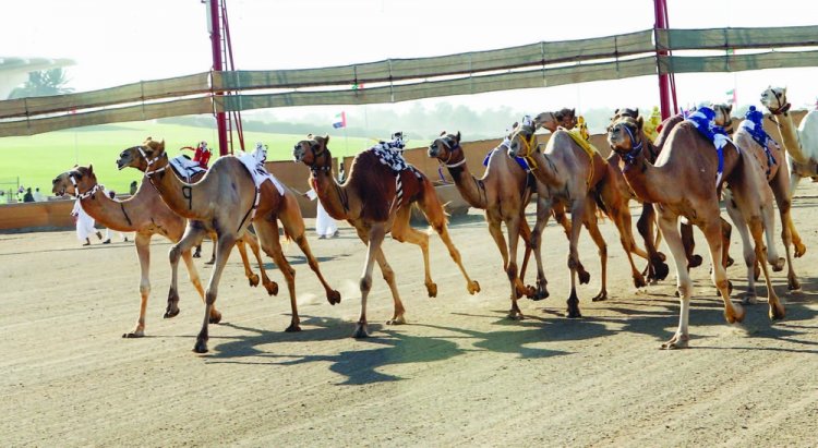 مهرجان الهجن السنوي