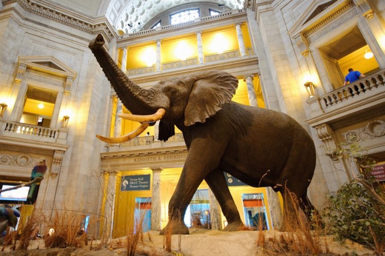 متحف التاريخ الطبيعي أكبر المتاحف الأمريكية سائح