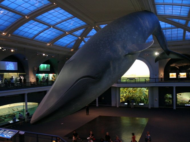 متحف التاريخ الطبيعي أكبر المتاحف الأمريكية سائح