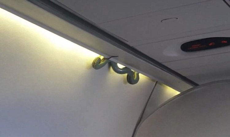 ثعبان ظخم داخل طائرة مكسيكية