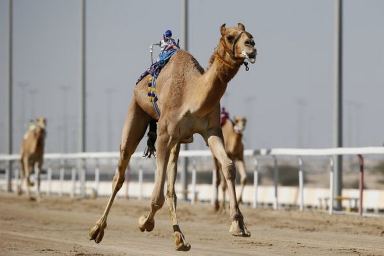 مضمار الهجن والشقب،